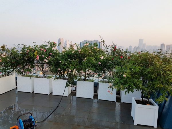 Chậu composite Chậu kẻ dọc 2