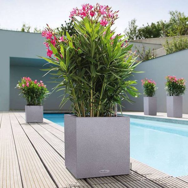 chau-da-mai-lap-phuong