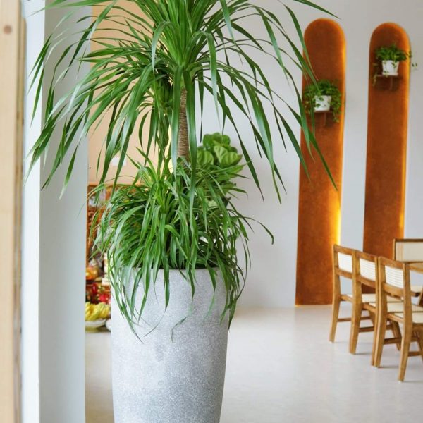 Chậu xi măng nhẹ