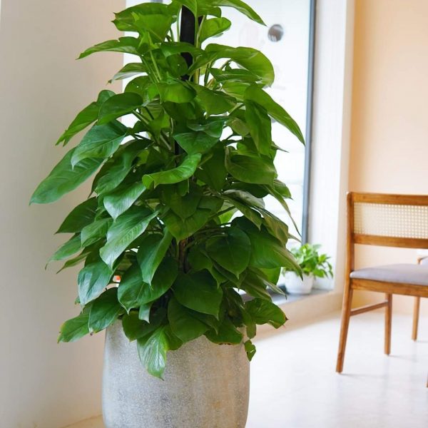 Chậu xi măng nhẹ