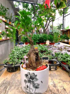 Chậu cây cảnh hải phòng