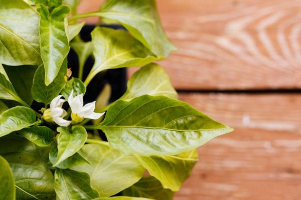 Cây cảnh văn phòng- cây kim ngân