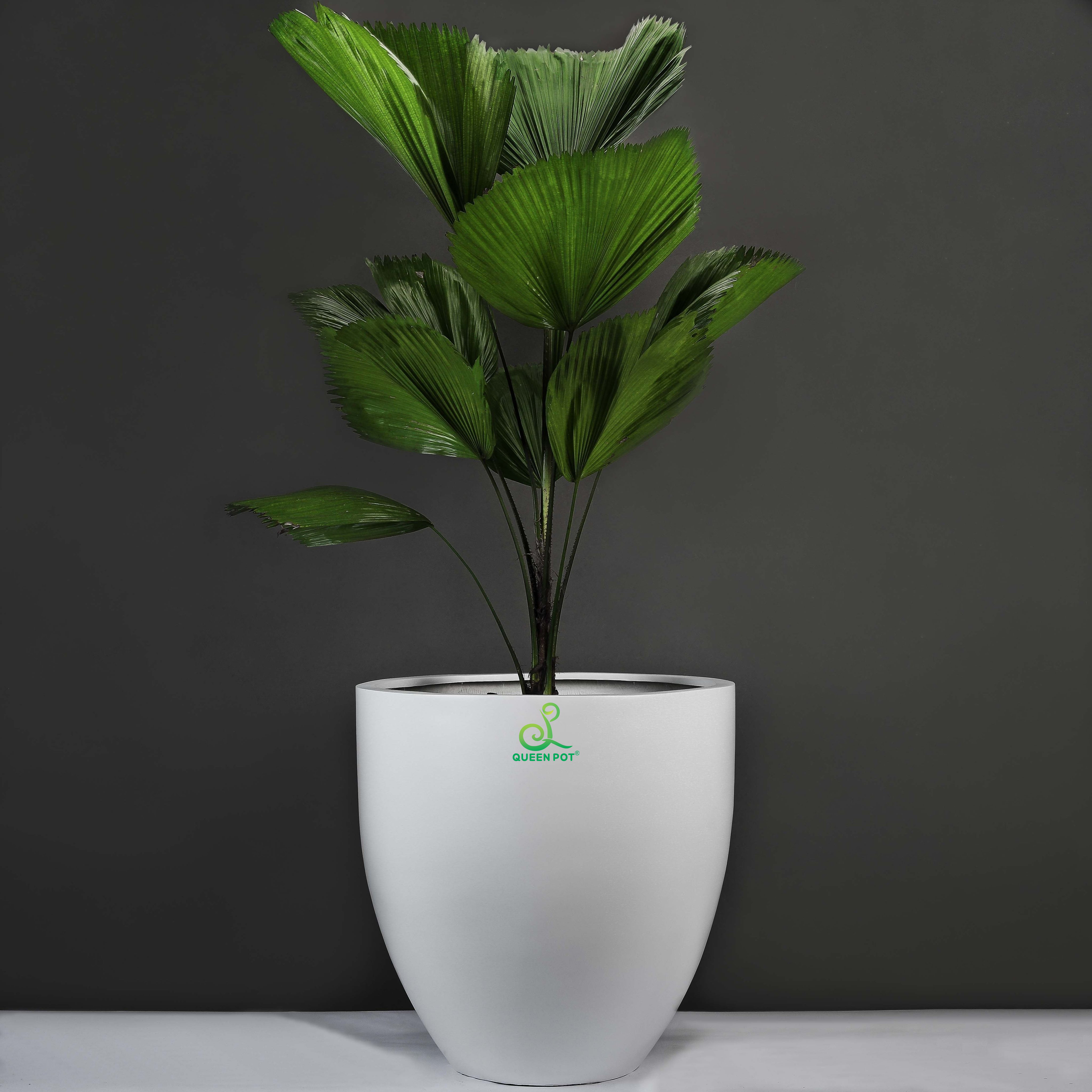 Chậu composite Queenpot – Lựa chọn cho không gian sang trọng