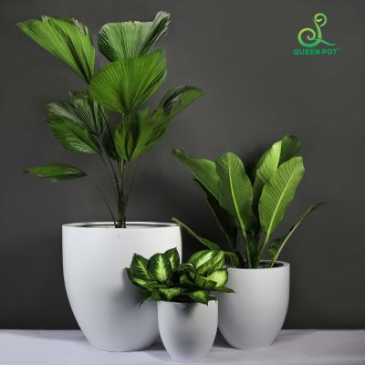 Chậu composite trang trí phòng làm việc