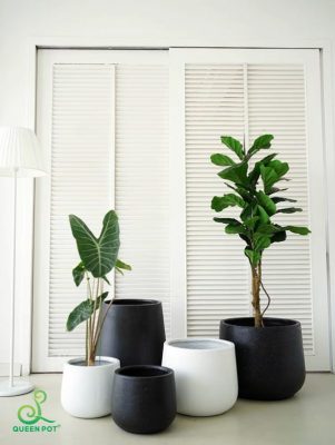 Chậu xi măng nhẹ phong thủy trưng bày ở phòng khách