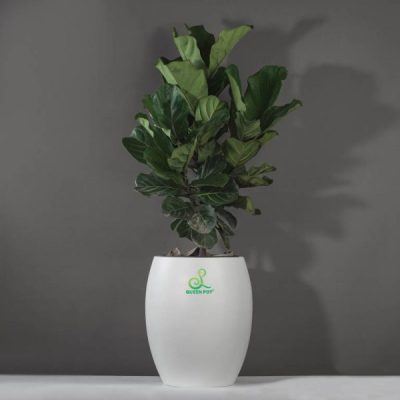 Cách chăm sóc cây cảnh trong chậu composite