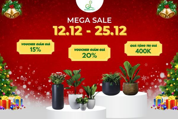 Chương trình giảm giá Giáng sinh của chậu cây Queenpot
