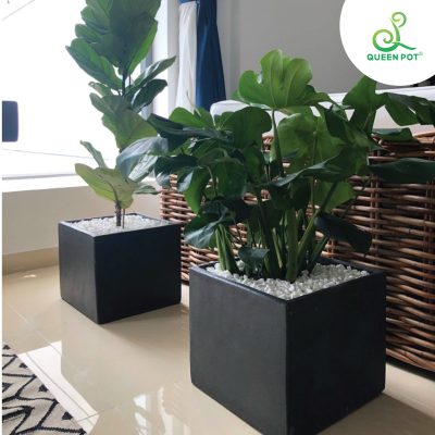 Dấu hiệu nhận biết chậu composite kém chất lượng