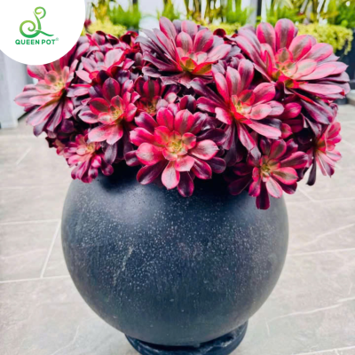 5 Lợi ích tuyệt vời khi sử dụng chậu trồng cây composite