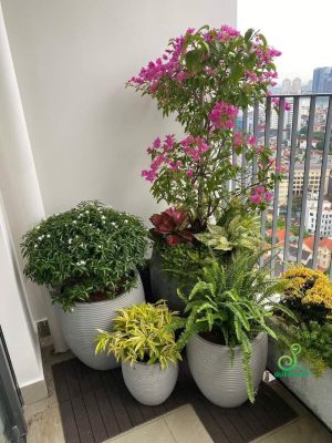 Top loại chậu chống mưa nắng thất thường?