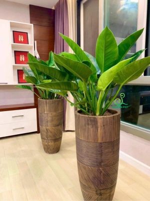 5 điều cần biết khi mua chậu trồng cây đẹp online