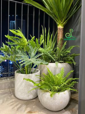 Chậu trồng cây cao cấp – Nâng tầm không gian đón khách