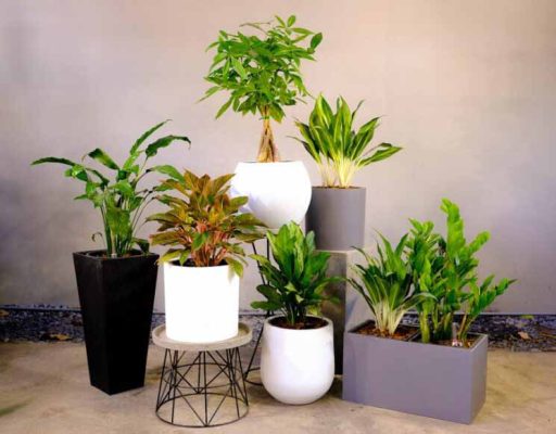 Mua chậu trồng cây số lượng lớn ở đâu uy tín, giá tốt